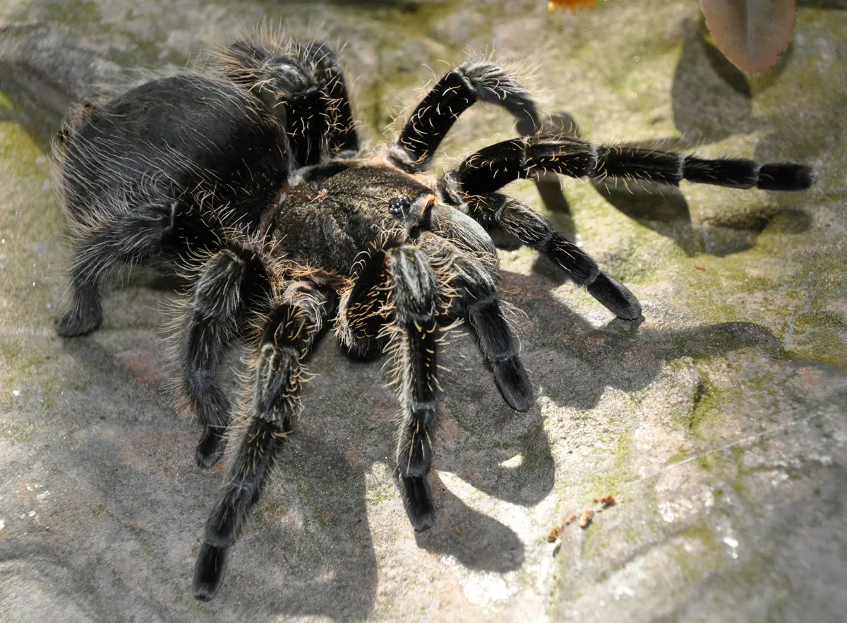 16813 goliath birdeater in australia 5