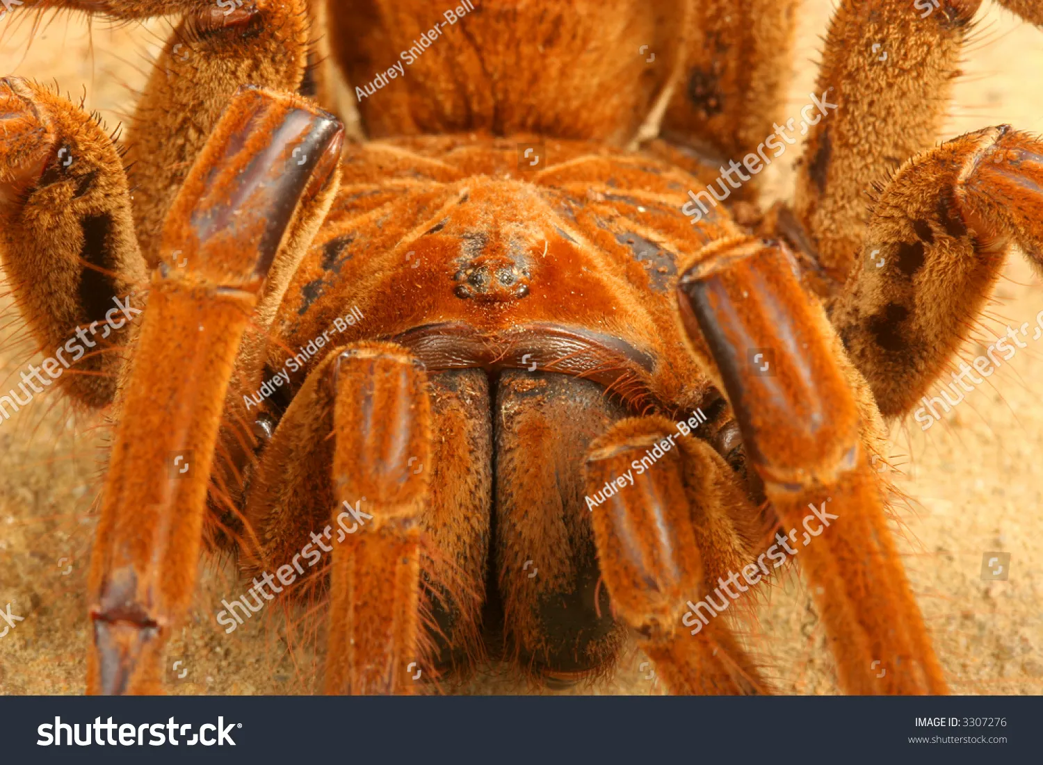 16813 goliath birdeater in australia 6