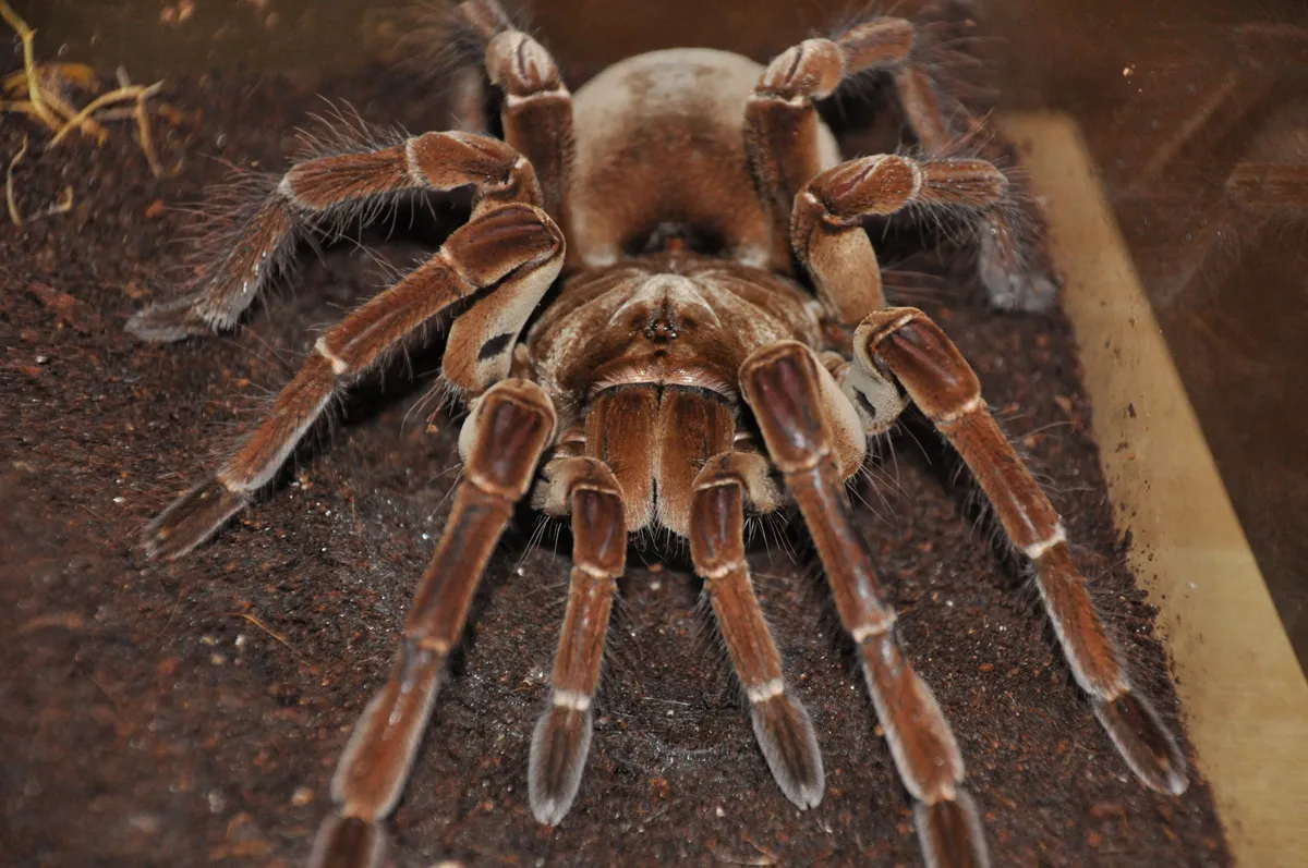 /img/16813-goliath-birdeater-in-australia-7.webp