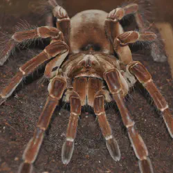 /img/16813-goliath-birdeater-in-australia-7.webp