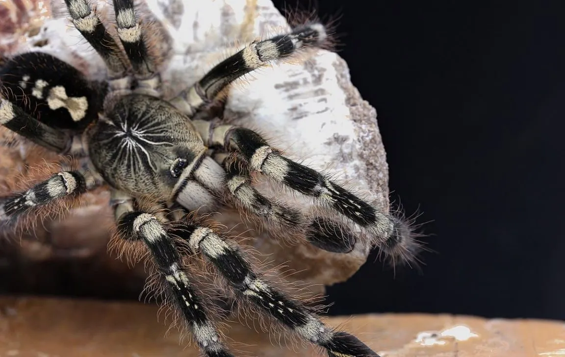 16814 tarantula helmet comfort