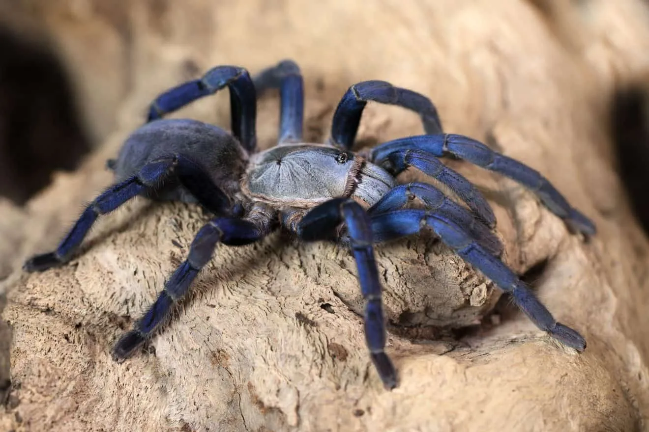 16814 tarantula helmet impact