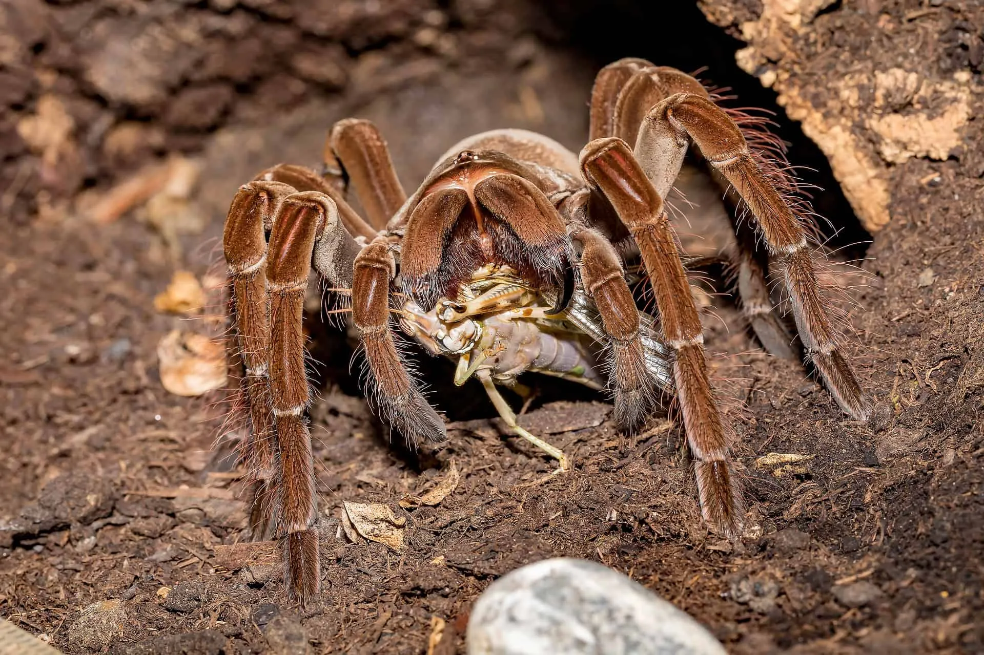 /img/16814-tarantula-helmet-testing.webp