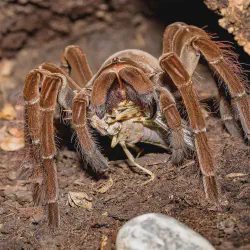 /img/16814-tarantula-helmet-testing.webp