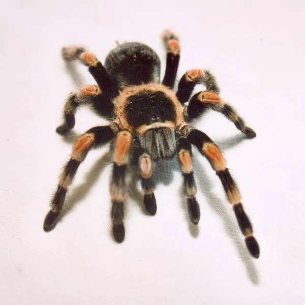 16820 dehydrated tarantula
