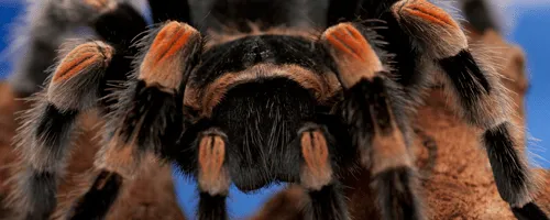 16820 misting tarantula