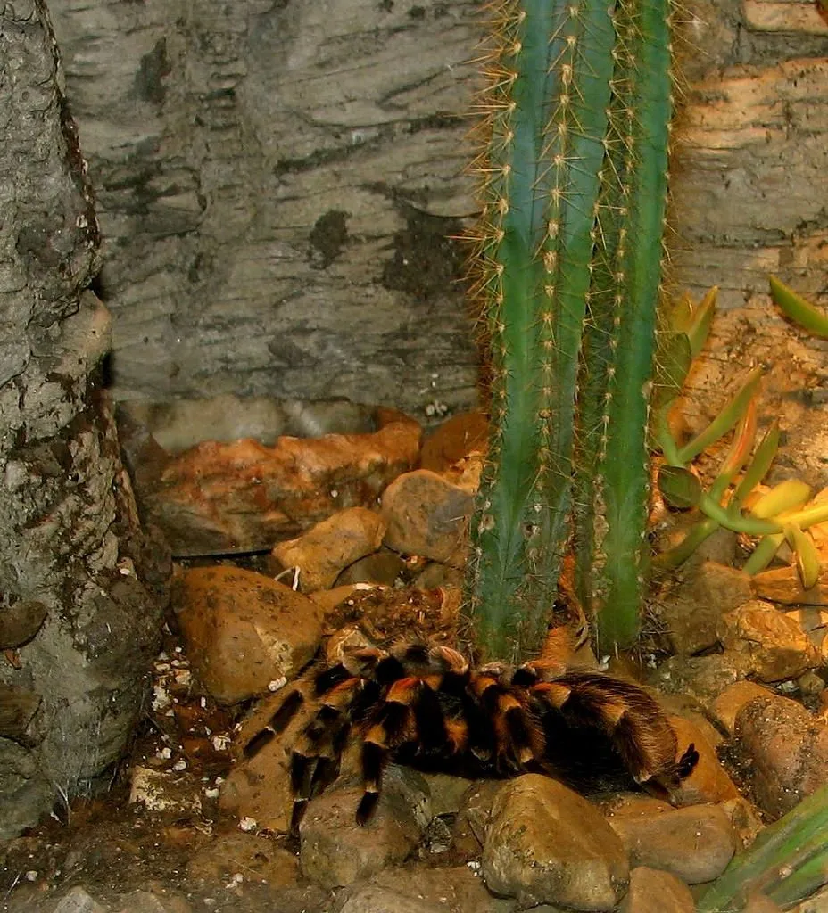 16820 red knee tarantula drinking