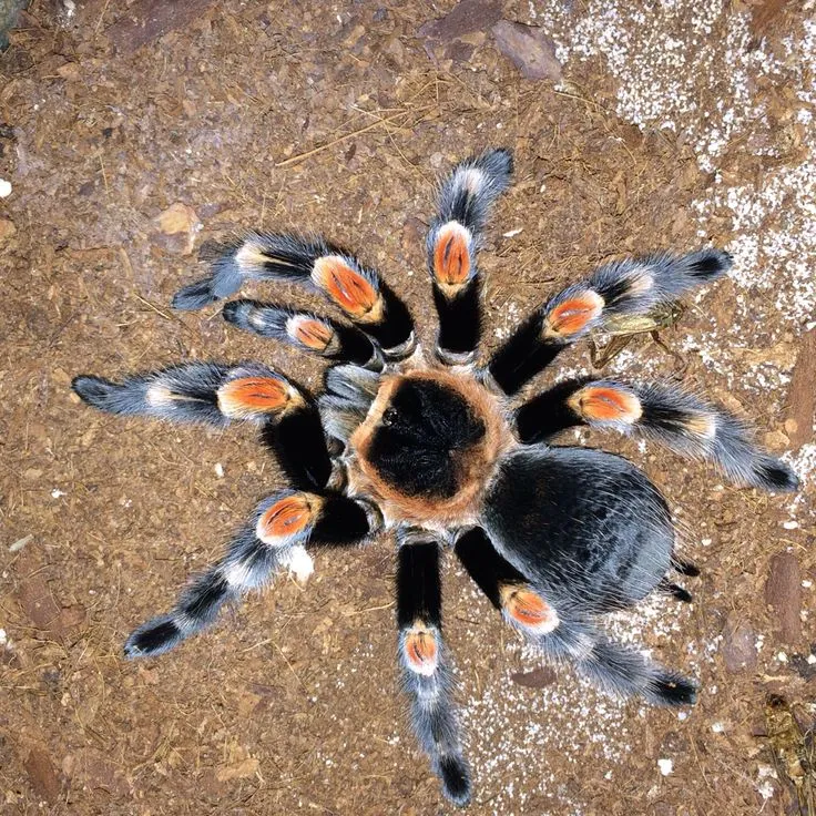 /img/16820-tarantula-molting.webp