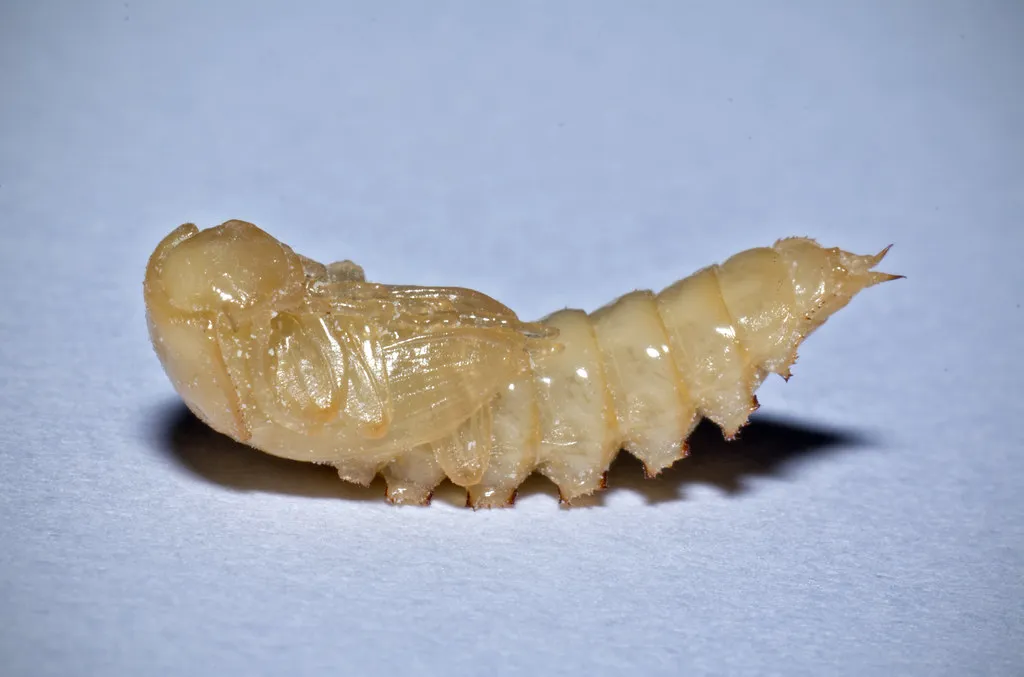 16821 mealworm arsenal