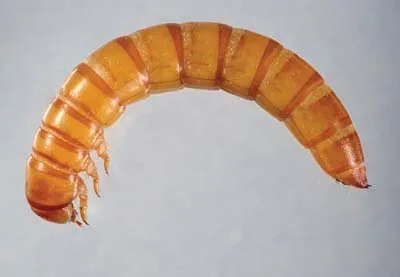 16821 tarantula prey