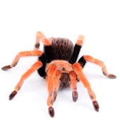 16822 tarantula feeding