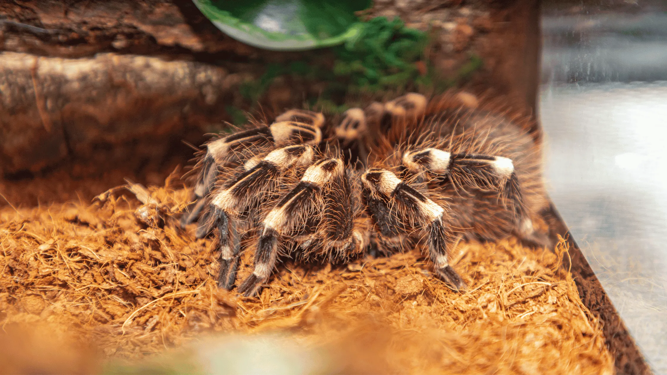 16822 tarantula habitat