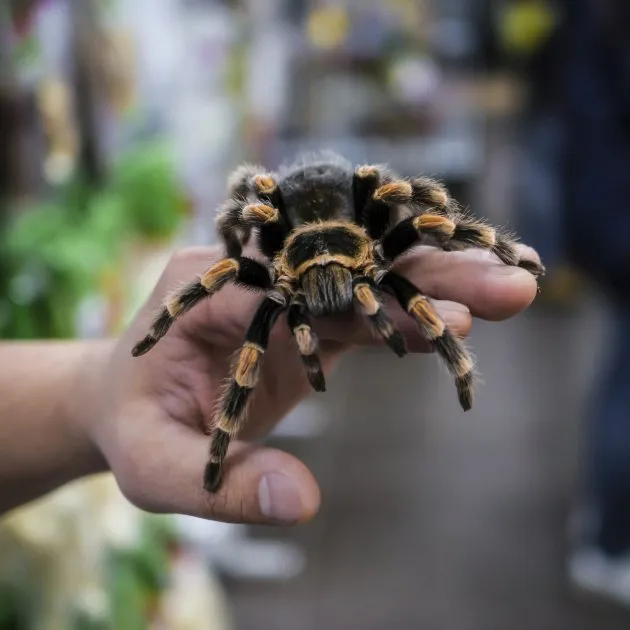 16822 tarantula handling