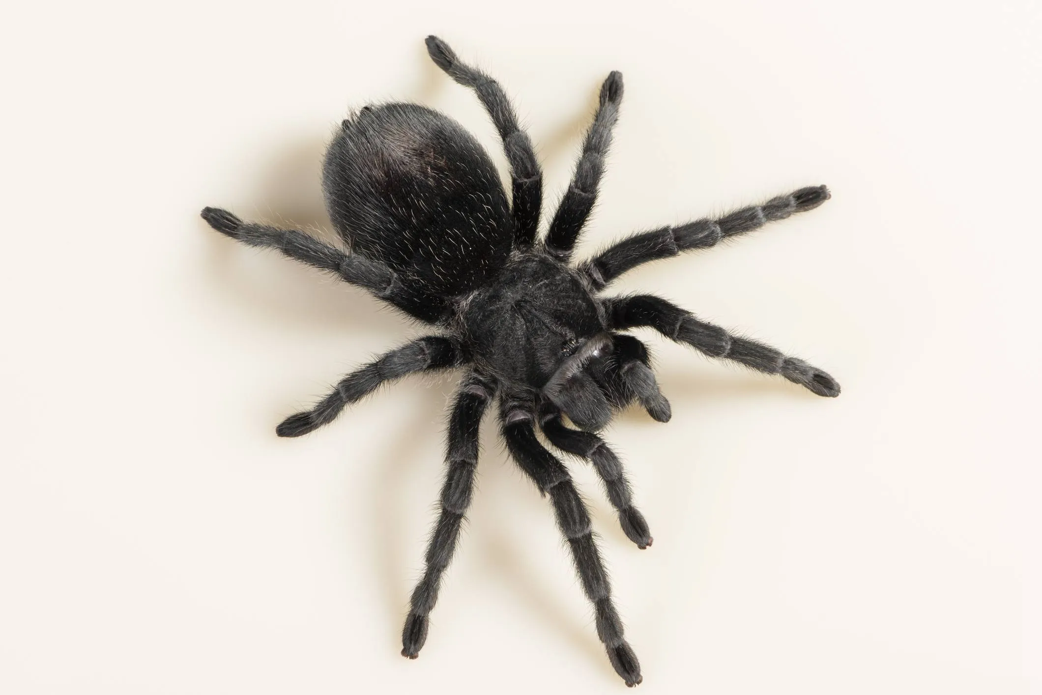 /img/16822-tarantula-substrate.webp
