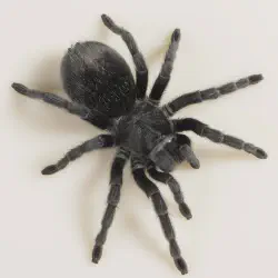 /img/16822-tarantula-substrate.webp