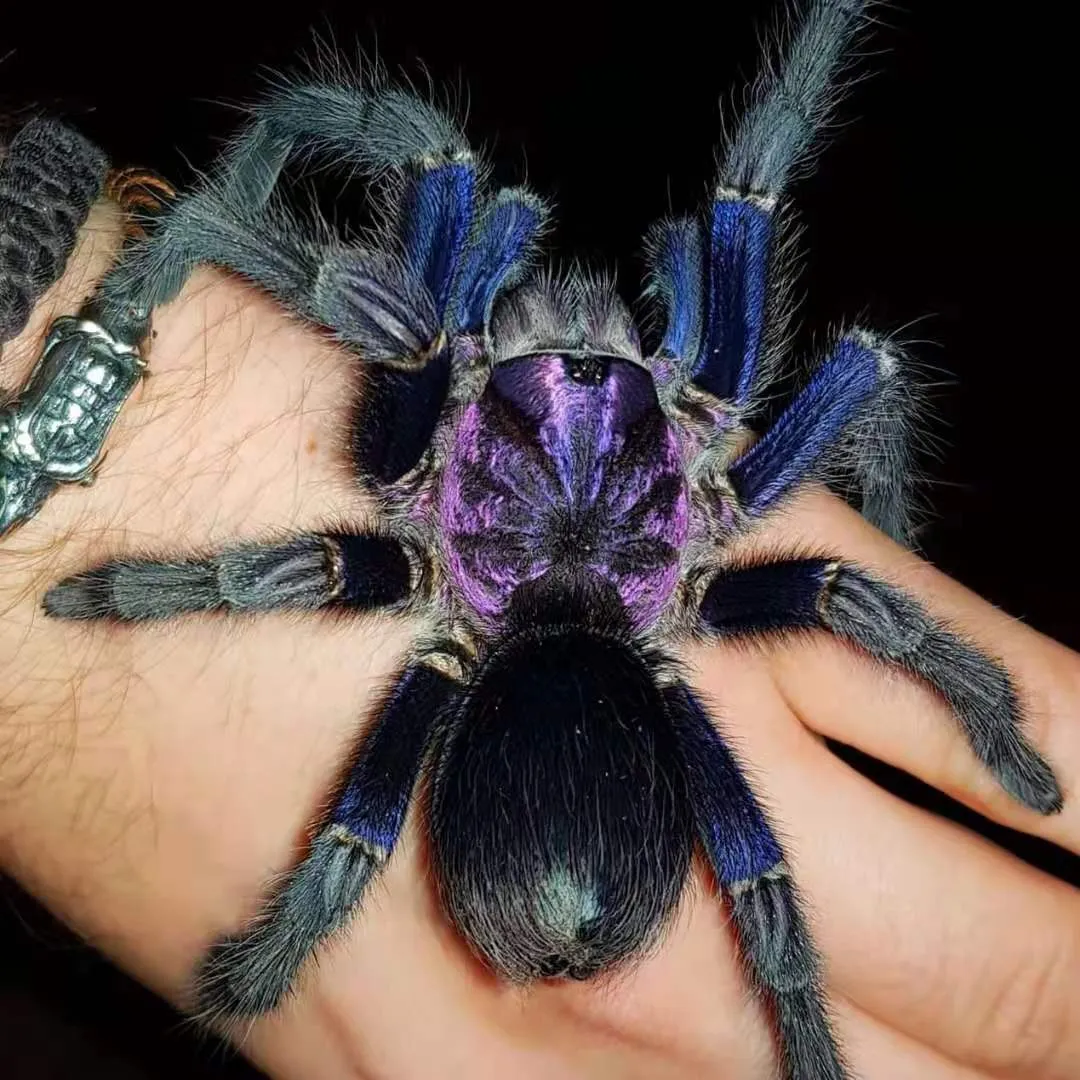 16825 grammostola rosea