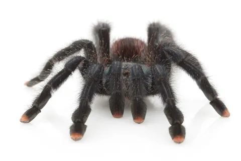 16825 tarantula terrarium