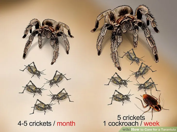 /img/16826-tarantula-handling.webp
