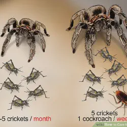 /img/16826-tarantula-handling.webp