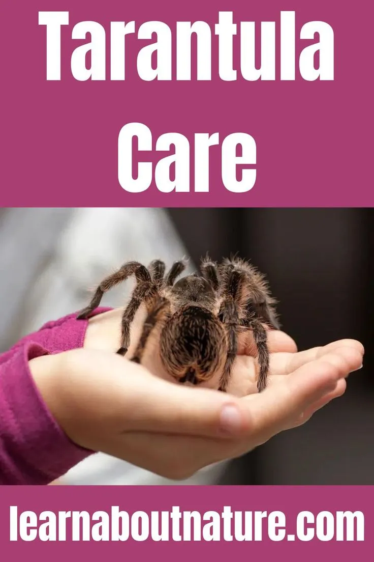 16826 tarantula health problems