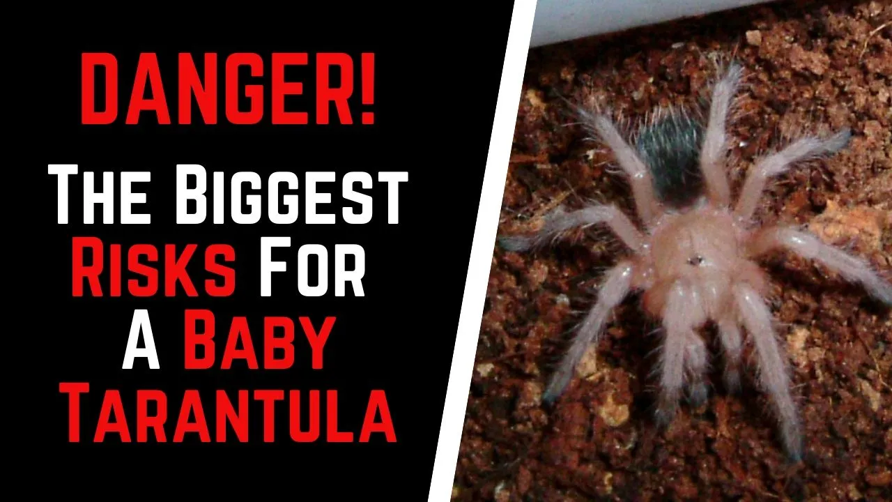 16826 tarantula molting process
