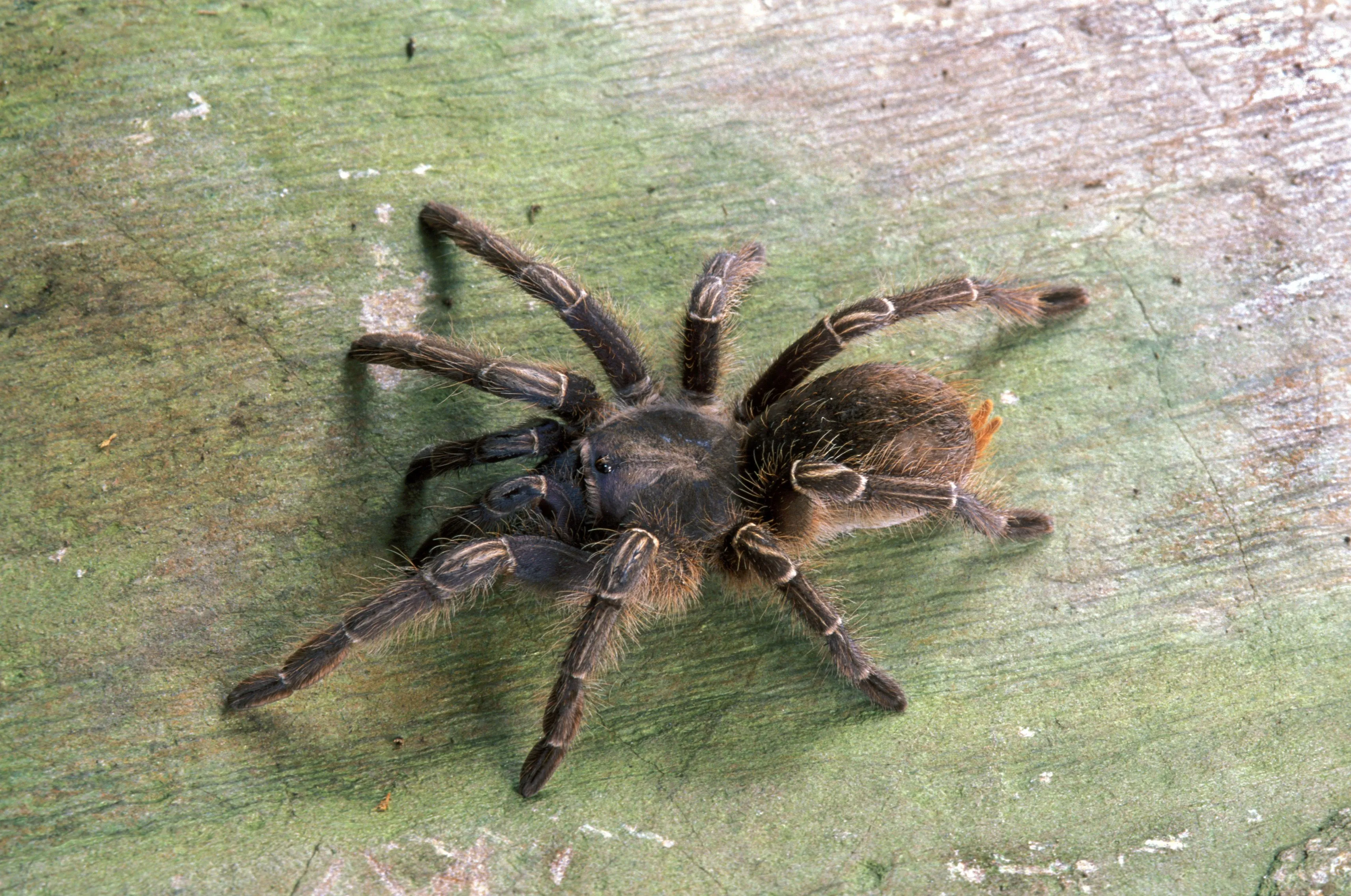 16828 tarantula enclosure