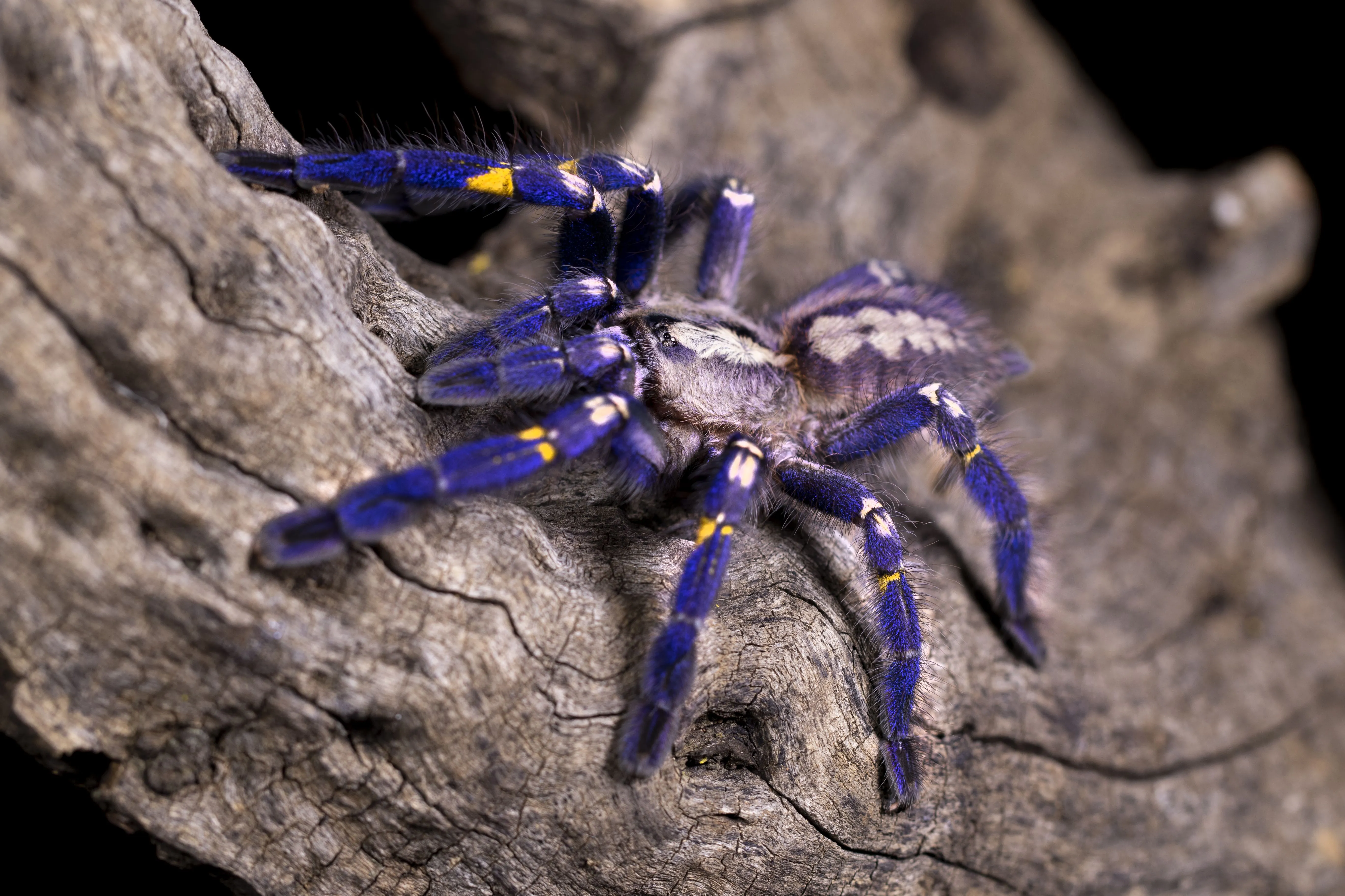 16828 tarantula feeding