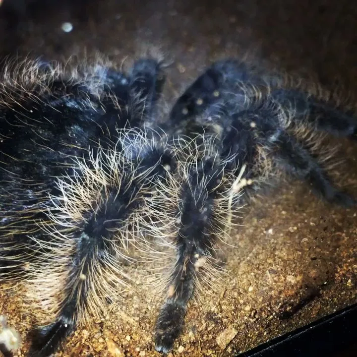 16828 tarantula handling