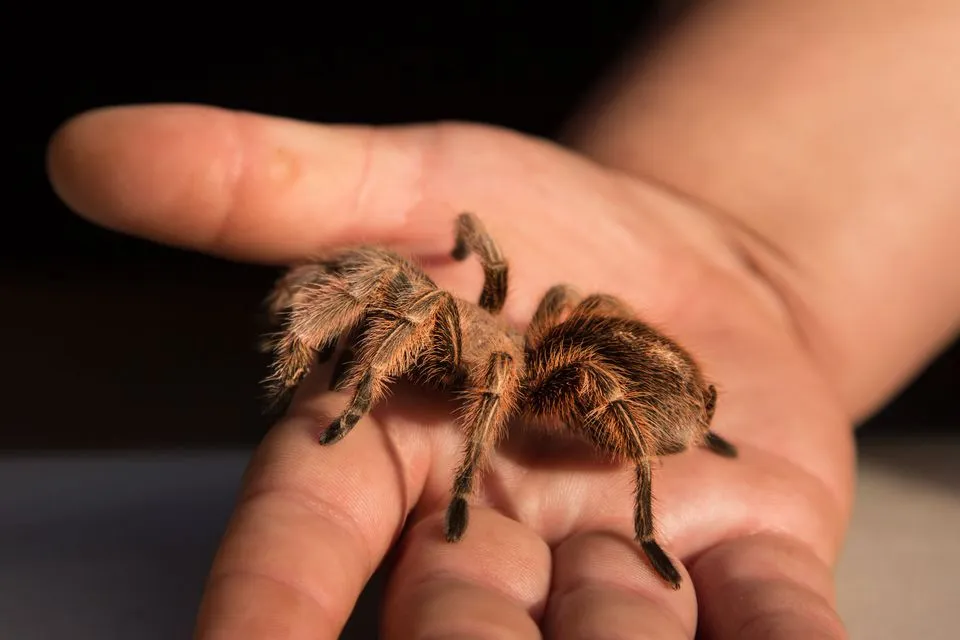 /img/16828-tarantula-substrate.webp