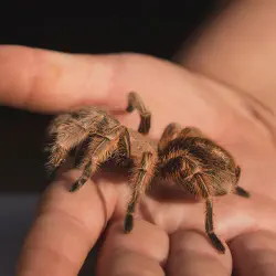 /img/16828-tarantula-substrate.webp