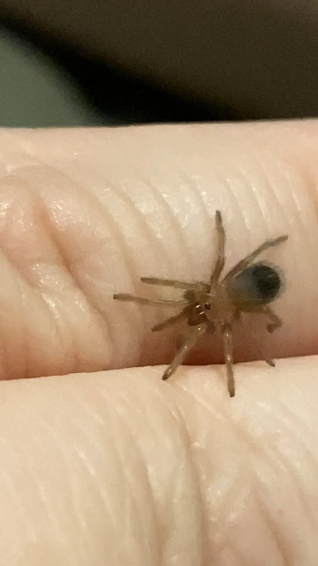 16829 baby tarantula