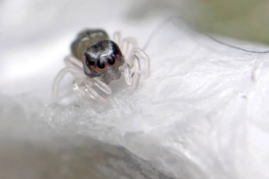 16829 handling tarantula