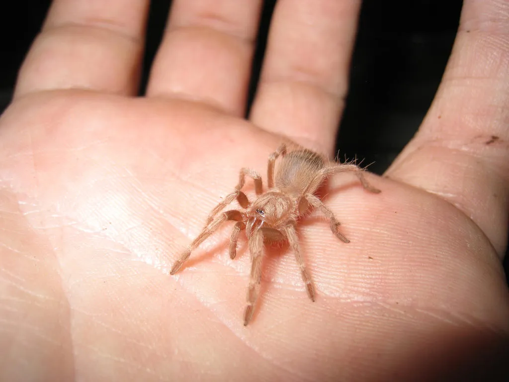 16829 tarantula bite