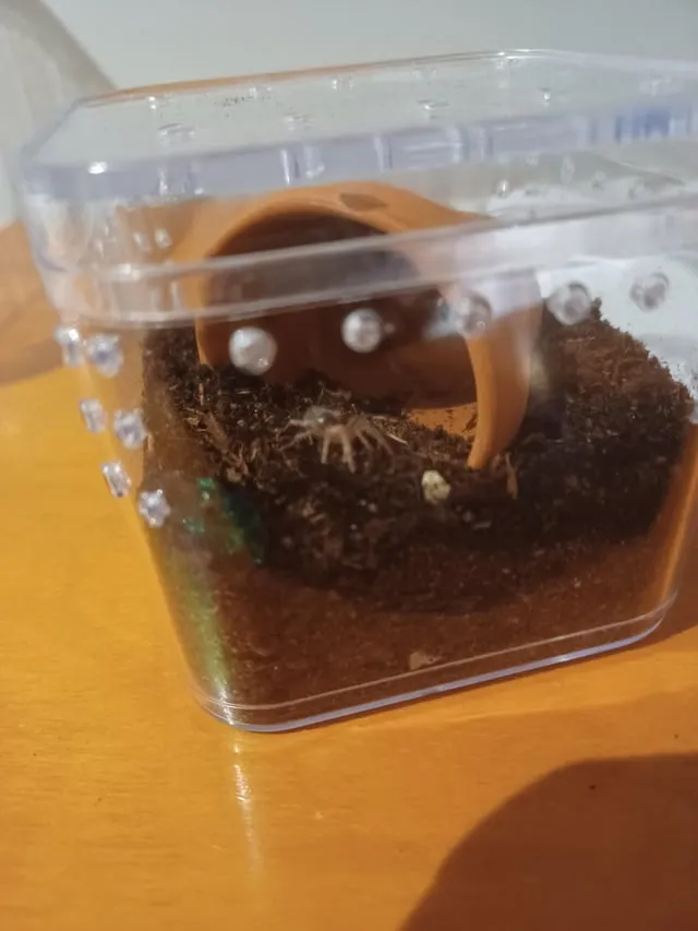 16829 tarantula habitat