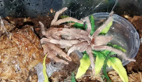 16830 incei gold tarantula enclosure