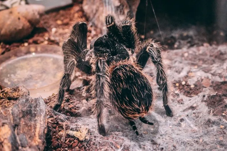 16830 incei gold tarantula handling