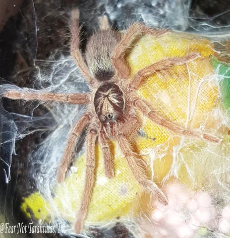 16830 incei gold tarantula molting