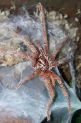 16830 incei gold tarantula substrate