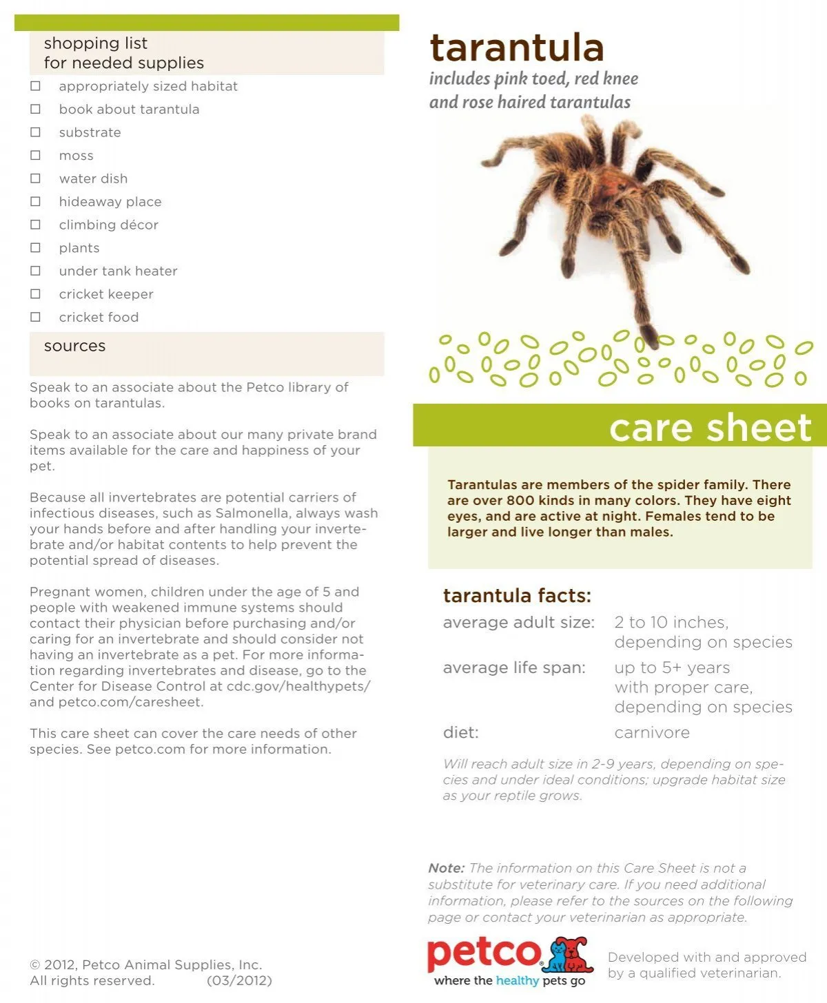 /img/16830-incei-gold-tarantula-water.webp