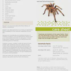 /img/16830-incei-gold-tarantula-water.webp