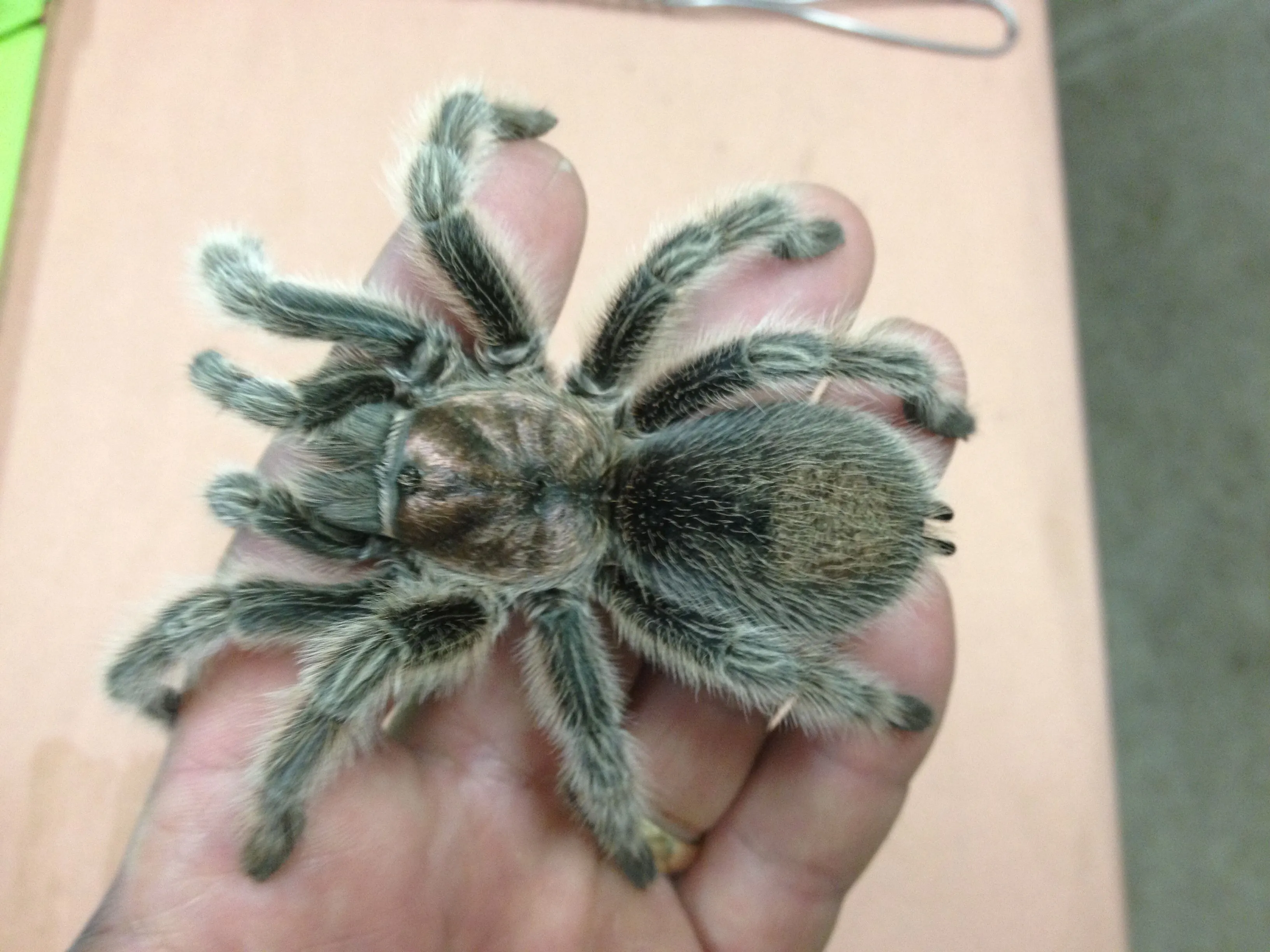 16832 rose hair tarantula comfort