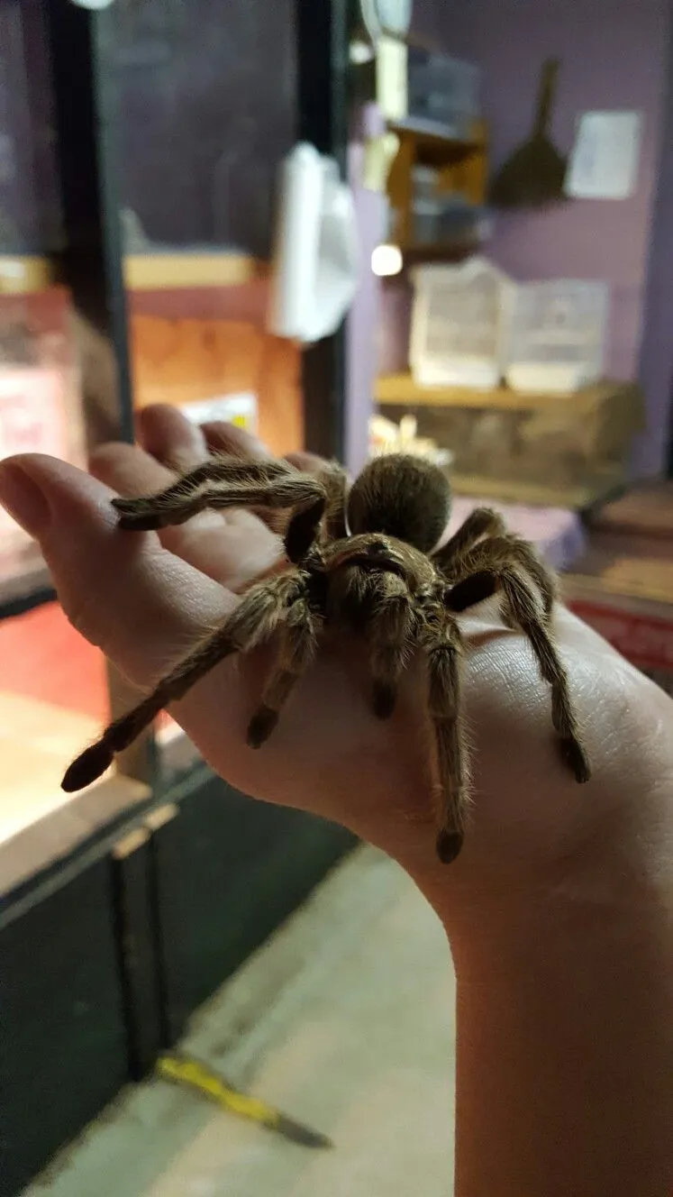 /img/16832-rose-hair-tarantula-veterinary.webp