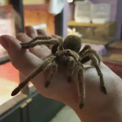/img/16832-rose-hair-tarantula-veterinary.webp