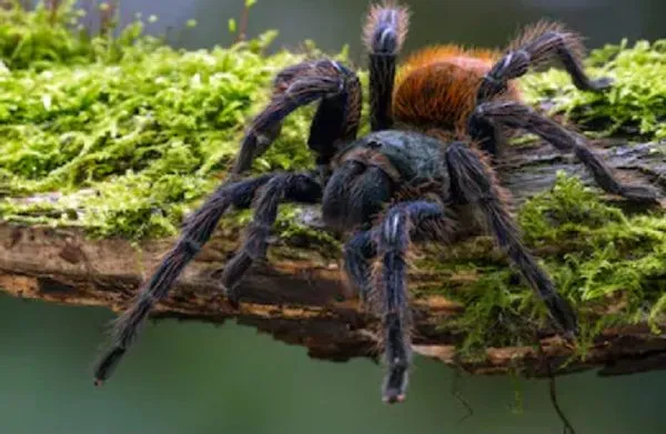 16835 tarantula adaptations