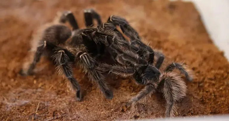 16835 tarantula breathing