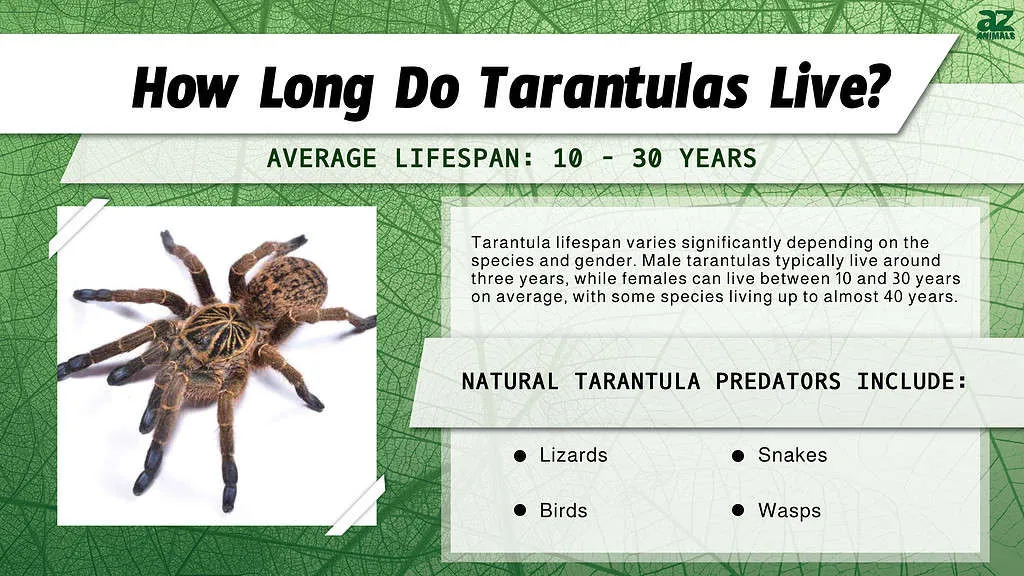 /img/16835-tarantula-health.webp