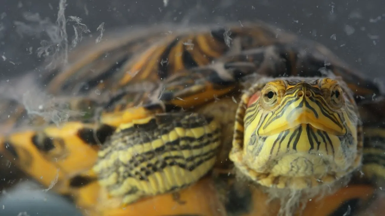 16835 tarantula underwater