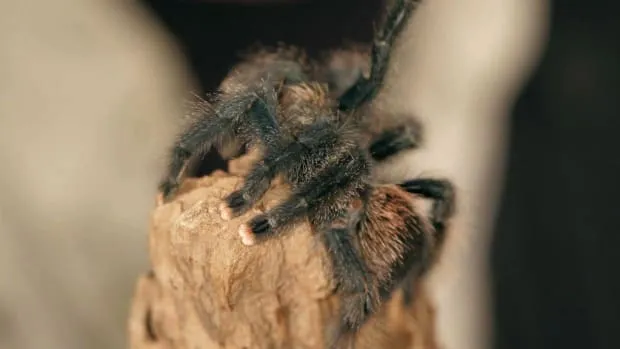 /img/16836-tarantula-cleaning.webp