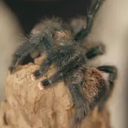 /img/16836-tarantula-cleaning.webp