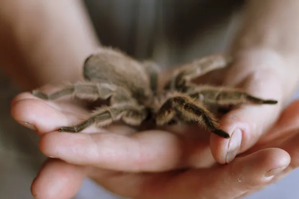 16836 tarantula enclosure
